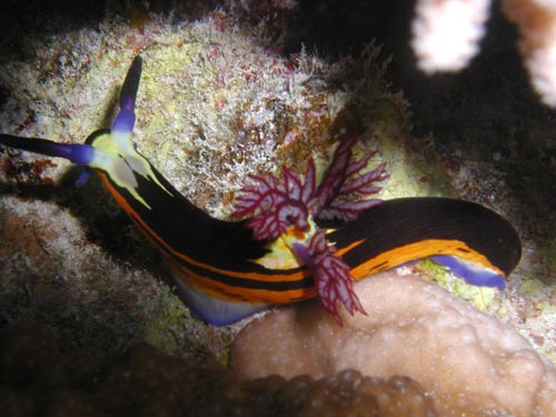 big horned nembrotha.jpg